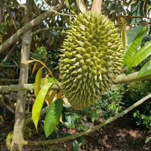 揭秘榴蓮樹苗“十年磨一劍”,只為那一口極致美味
