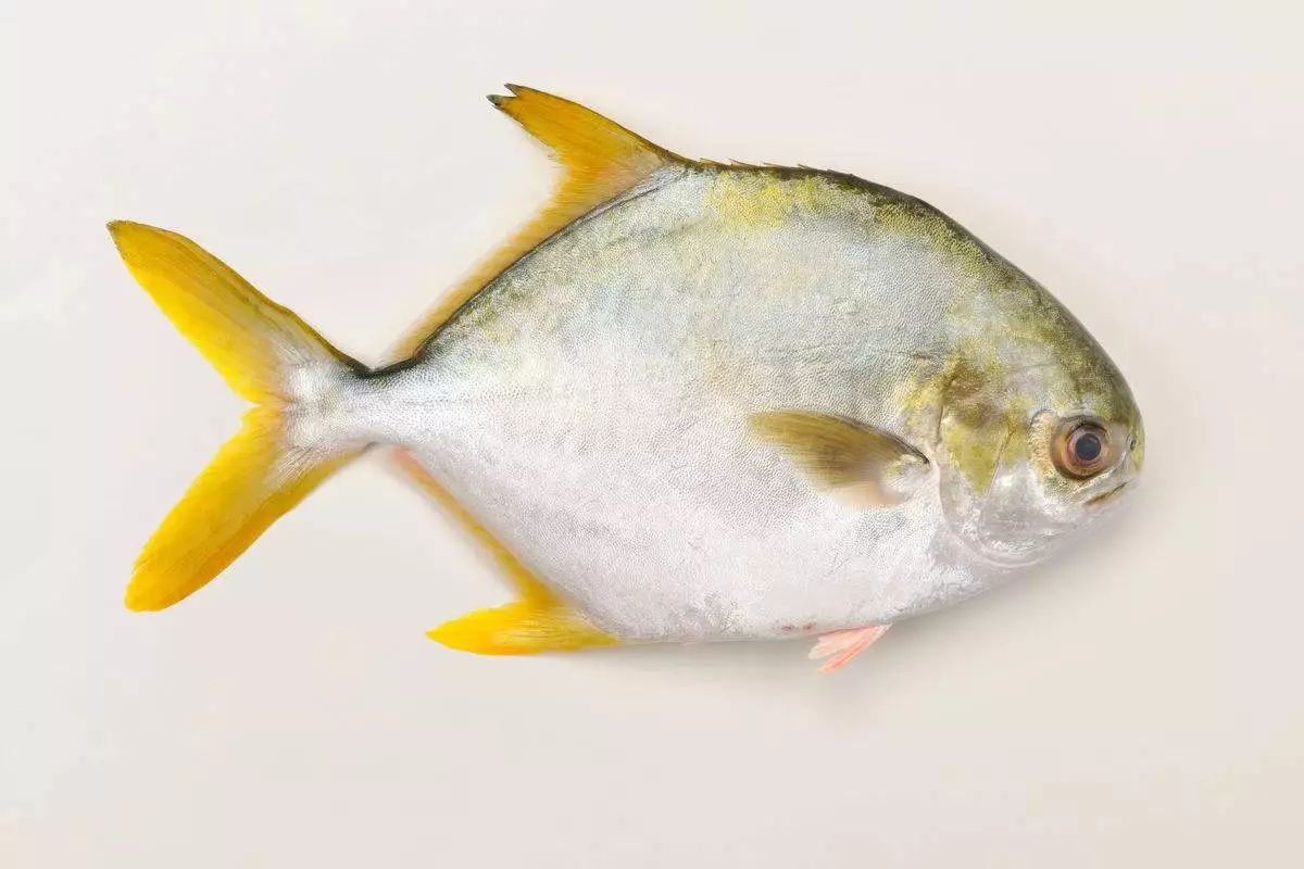 海水與淡水的界限?金鯧魚帶你穿越生態(tài)奇境!