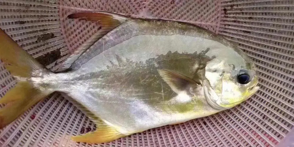 海水與淡水的界限?金鯧魚帶你穿越生態(tài)奇境!
