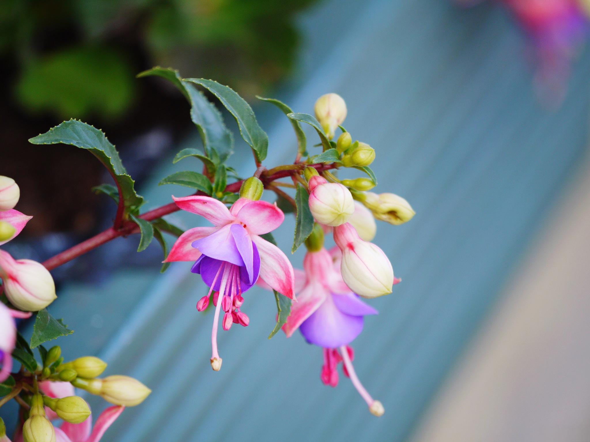 <b>高溫不怕！瑞香花夏日養護全攻略</b>