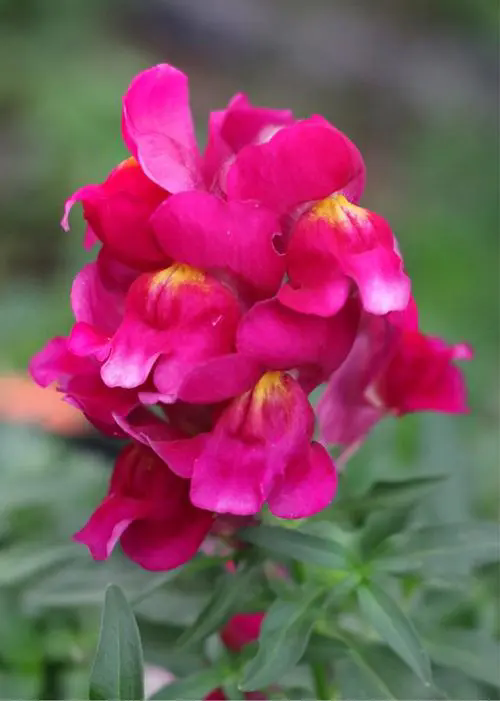 金魚草開花從四月至六月,每一朵都像是躍出水面的金魚!