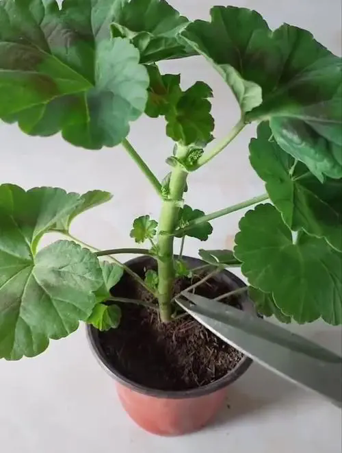 天竺葵修剪養護必知:精準把握修剪時機,輕松擁有繁花似錦!
