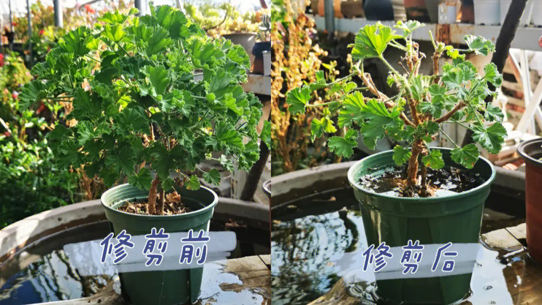 天竺葵修剪養護必知:精準把握修剪時機,輕松擁有繁花似錦!