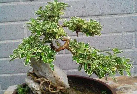 六月雪盆景精致養護技巧,讓美在家中綻放!