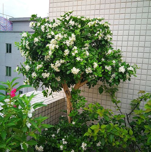 一嗅傾城!九里香開花花期全揭秘,芬芳持久滿人間