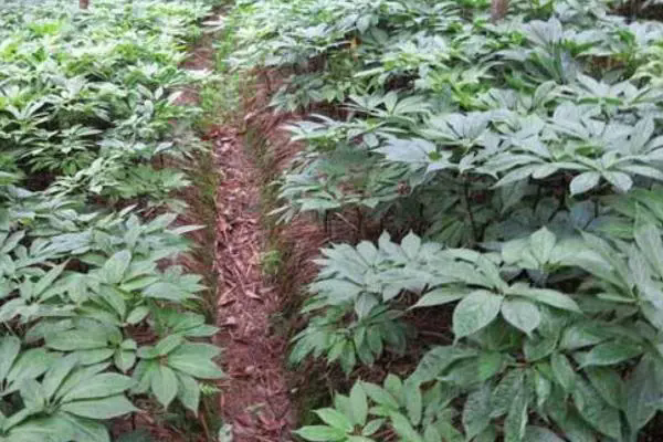 三七黑斑病癥狀與防治方法,科學應對減少經濟損失!
