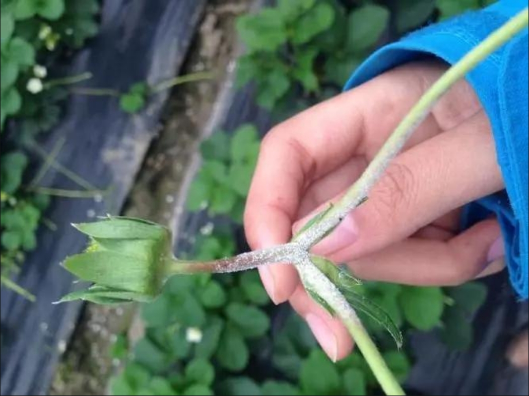 草莓白粉病揭秘病菌真兇,科學防治策略守護甜美果實!