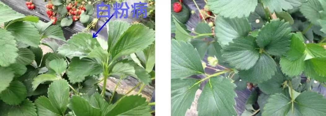草莓白粉病揭秘病菌真兇,科學防治策略守護甜美果實!