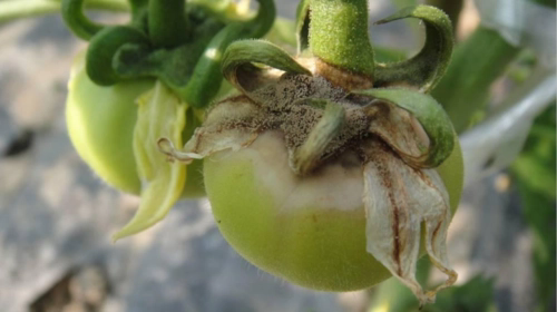 蔬菜灰霉病的癥狀與防治方法,打造健康無病害的菜園
