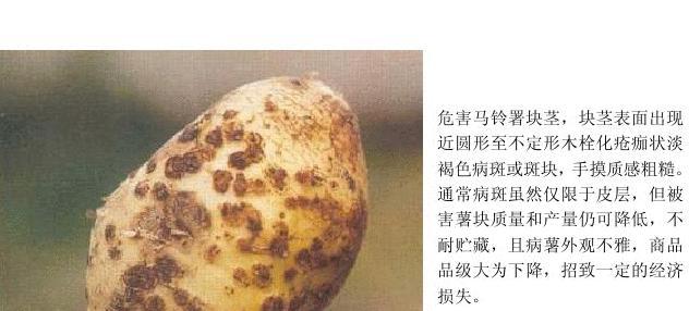土豆瘡痂病癥狀識別圖片,科學防治策略守護土豆的完美健康!