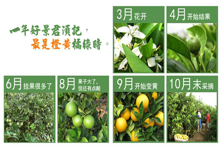 橙色奇跡-橙子樹的成長軌跡,幾年時光,見證果實的誕生!