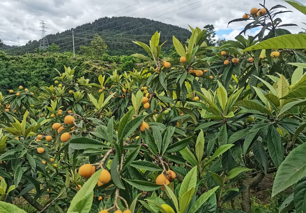 中國枇杷的黃金最佳原產地,為何這里獨領風騷?