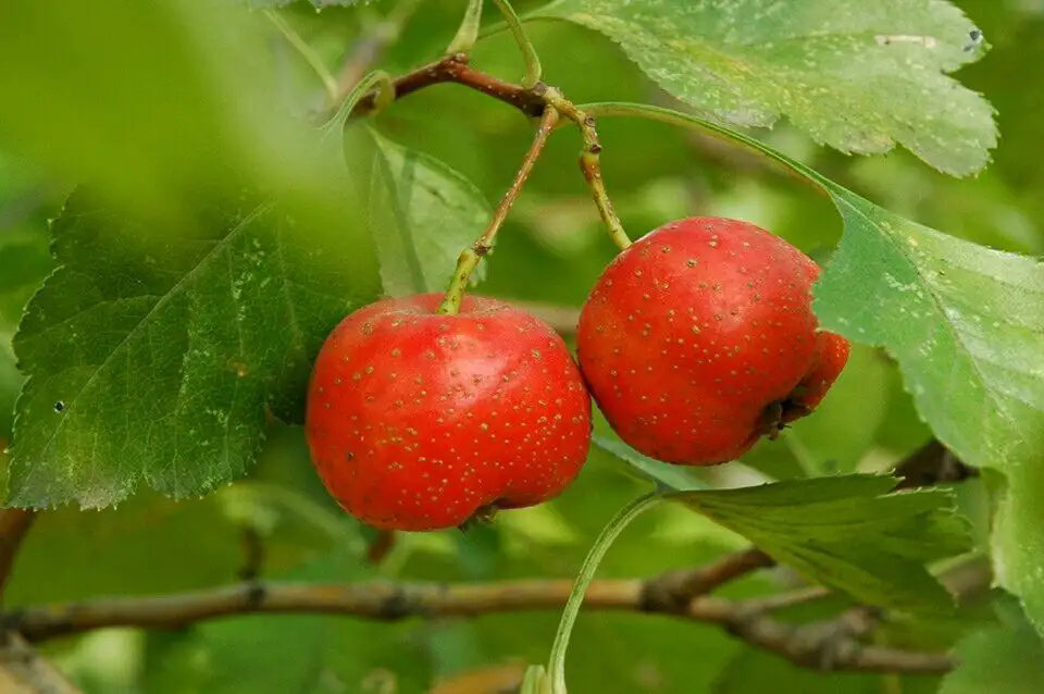<strong>山楂樹上掛滿金珠，枝頭碩果累累，美味源自自然</strong>