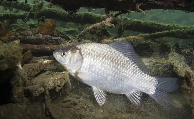 鯽魚-淡水精靈的傳奇，深入解析鯽魚與海洋魚的區(qū)別