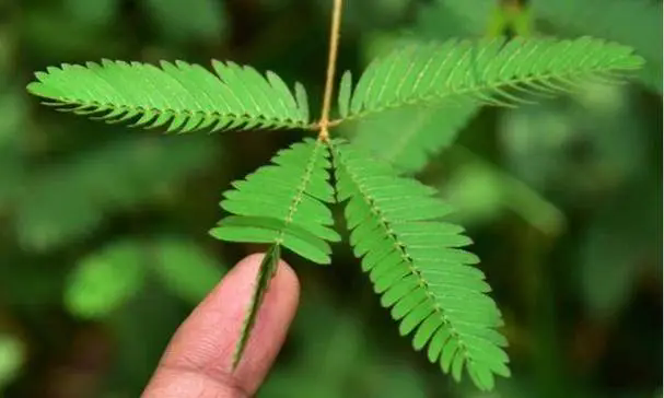 解密含羞草“害羞”之謎,一觸碰就閉合的奧秘原理