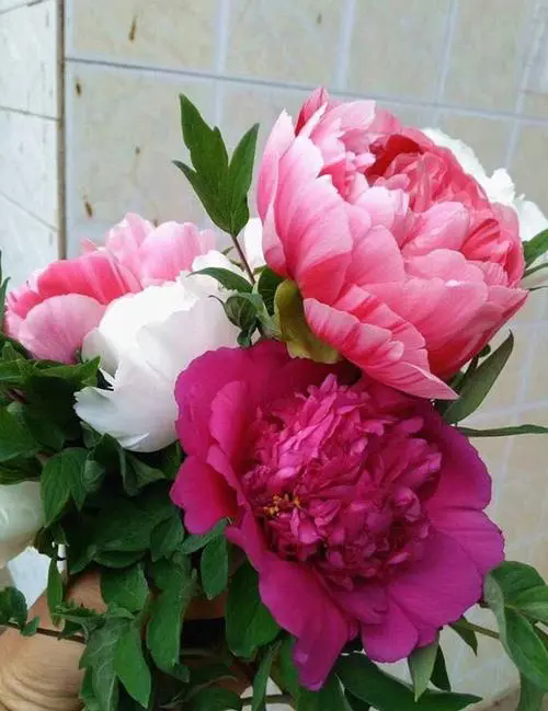 牡丹養(yǎng)殖寶典,科學(xué)養(yǎng)殖,綻放盛世美顏,享受國花之美