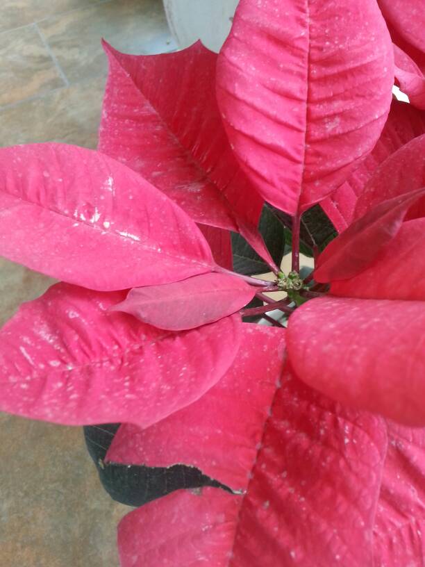 一品紅花心掉落怎么辦?專家支招教你幾招輕松應對