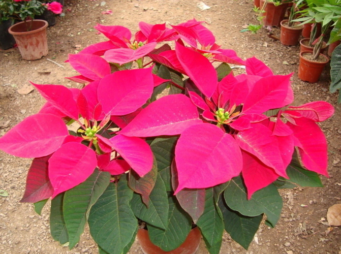 一品紅花心掉落怎么辦?專家支招教你幾招輕松應對