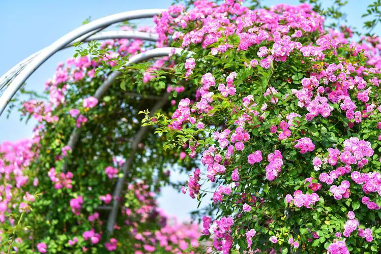 <b>薔薇種子變花海：一步步教你如何成功種植</b>