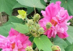 <b>芙蓉花盆栽日記，養殖全攻略打造室內花園的秘密武器</b>