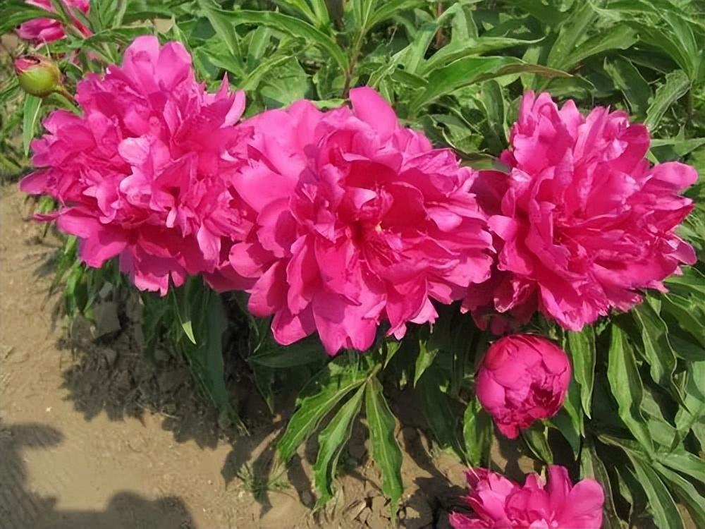 <b>芍藥花的種植技巧與綻放美麗養(yǎng)護(hù)秘訣</b>