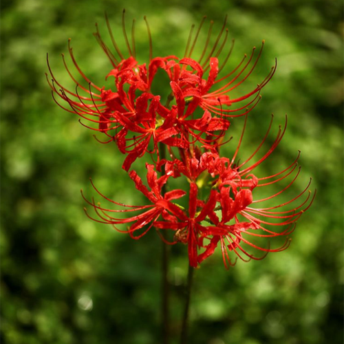 彼岸花種植養護寶典,創造理想生長環境,靜待喚醒幽冥之美花開