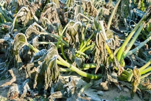 冬季大棚蔬菜病害大曝光!灰霉病、霜霉病領銜‘死亡名單’