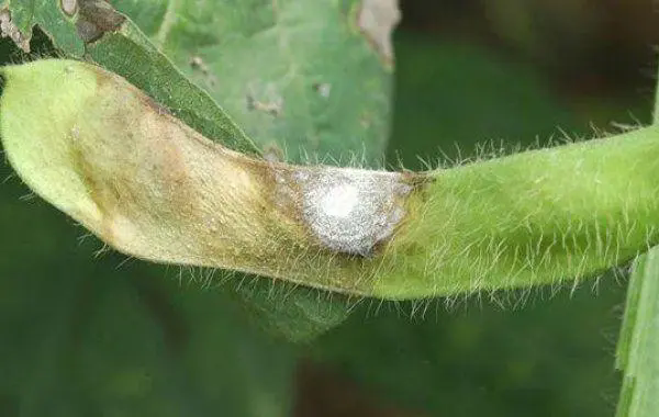 <strong>菌核病肆虐，農作物慘遭‘白色恐怖’！科學防治策略公開指南</strong>