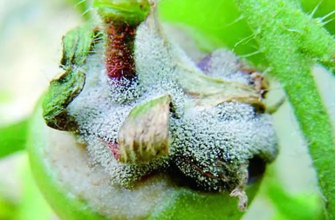 菌核病肆虐,農作物慘遭‘白色恐怖’!科學防治策略公開指南