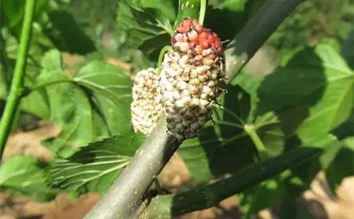 菌核病肆虐,農作物慘遭‘白色恐怖’!科學防治策略公開指南