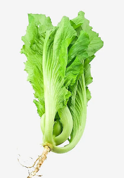 芥菜外觀樣子詳解:鋸齒邊緣的葉片,緊湊的生長(zhǎng)結(jié)構(gòu)!