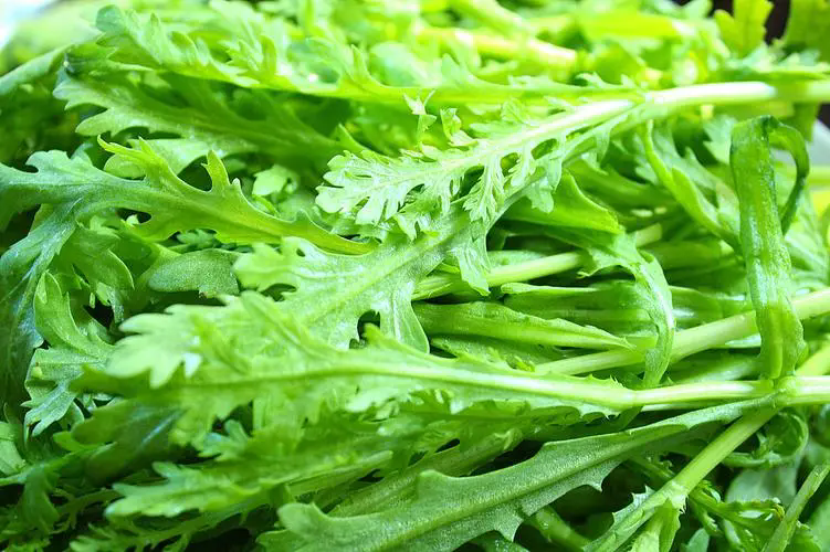 茼蒿生吃vs熟食營(yíng)養(yǎng)價(jià)值大比拼,享受綠色生活的美味與健康!