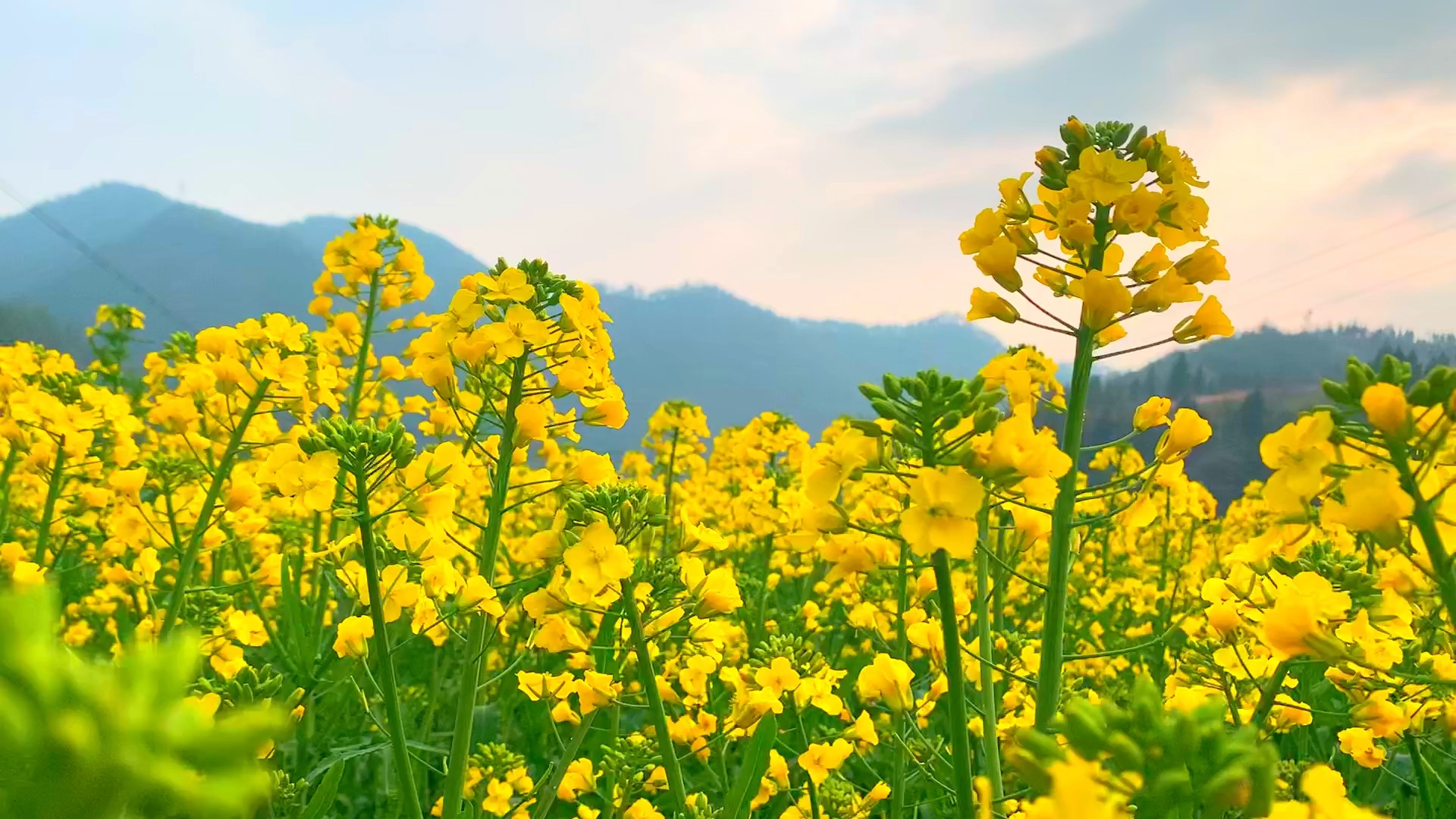 探尋油菜花盛開(kāi)的時(shí)間秘密,帶你捕捉每一朵綻放的瞬間!