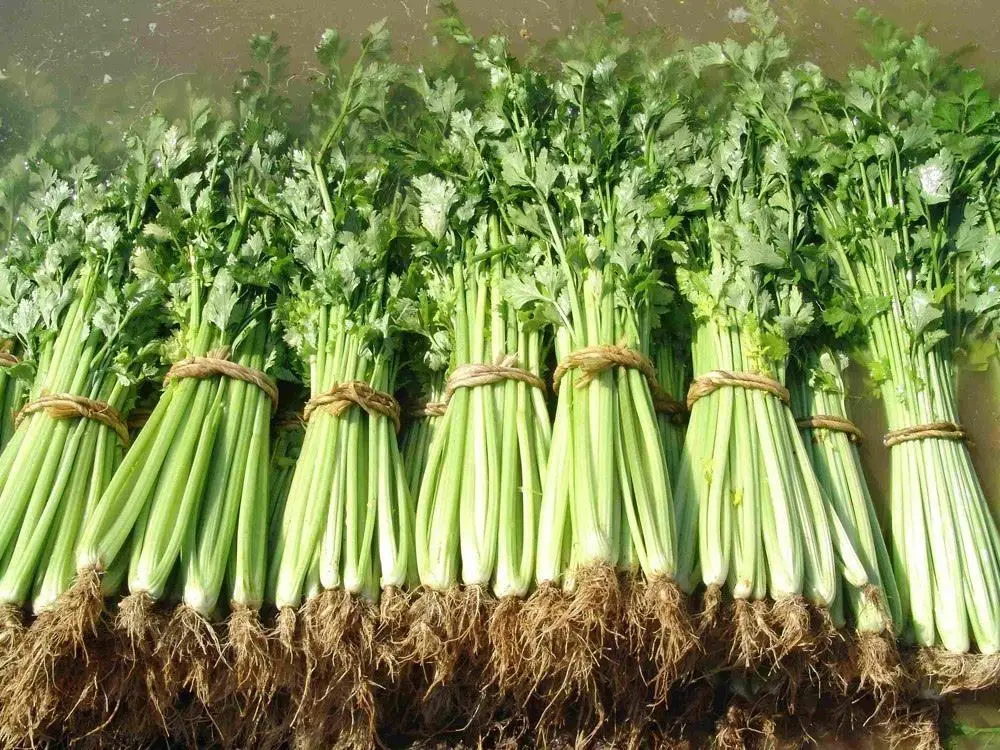 芹菜生吃的新風尚，享受綠色生活的美味與健康。