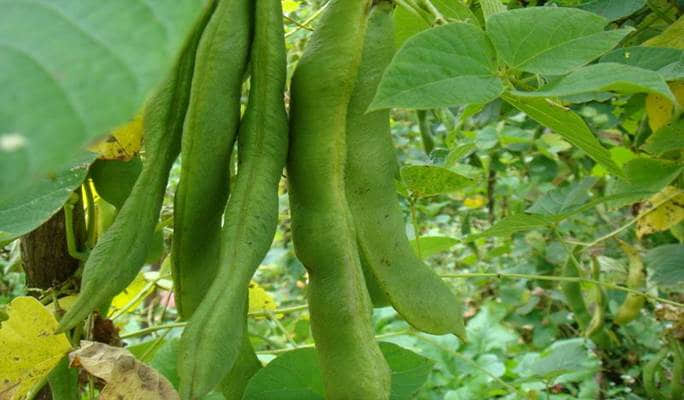 <strong>蕓豆夏日餐桌上的綠色奇跡，最佳生長季揭秘！</strong>