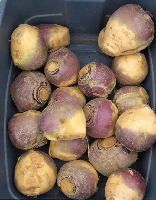 揭秘蕪菁蔬菜:不為人知的營養寶藏與美味烹飪法