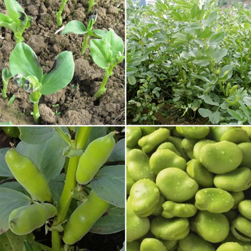 蠶豆種植穿越南北,尋找理想種植家園,誰更勝一籌?