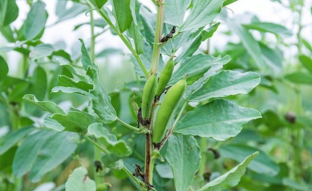 蠶豆種植穿越南北,尋找理想種植家園,誰更勝一籌?