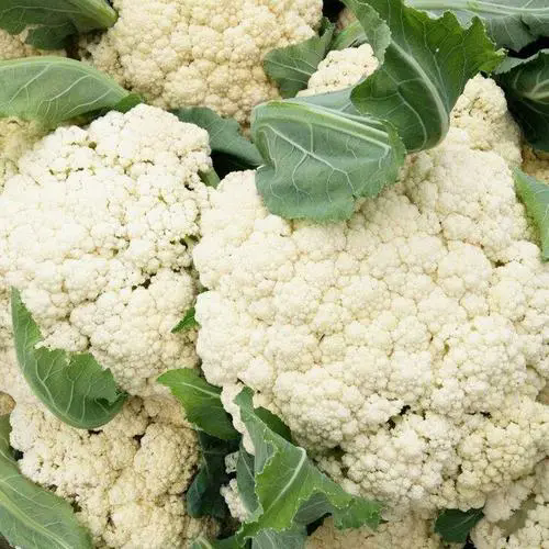 菜花菜與卷心菜的親密關(guān)系,一堂關(guān)于蔬菜基因變異的精彩課程!