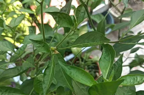 辣椒“空花”之謎:揭秘只開花不結果的生長難題