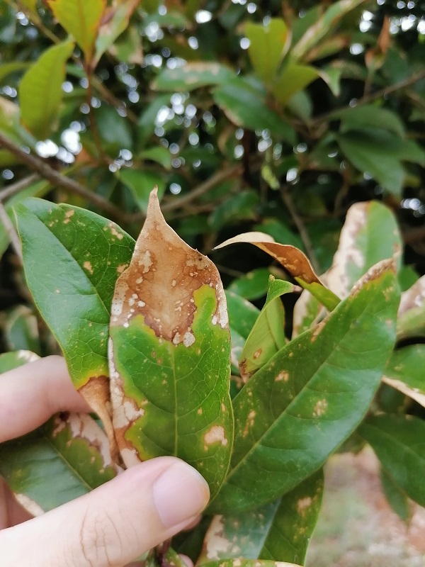桂花樹:當葉子開始干枯掉落,緊急救援行動全紀錄!