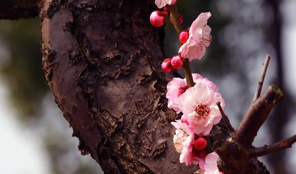 <strong>梅花樹結果子的真相，揭露梅花王國的隱秘魅力</strong>