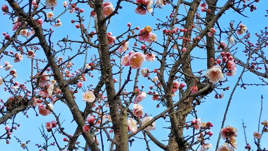 梅花樹結果子的真相,揭露梅花王國的隱秘魅力