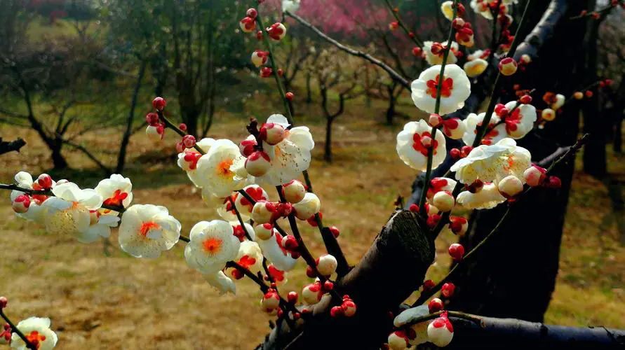 梅花樹結果子的真相,揭露梅花王國的隱秘魅力
