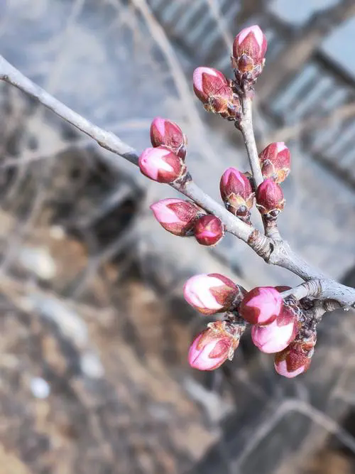 桃花先開花后長葉,時間萬物順序背后的生態策略