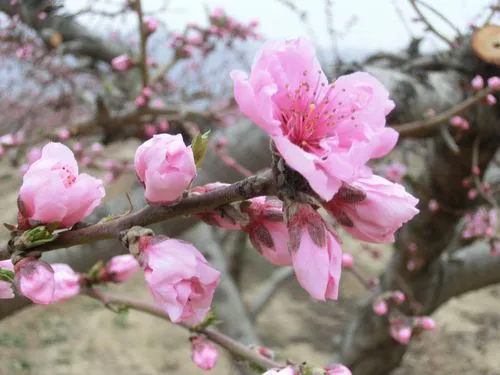 桃花先開花后長葉,時間萬物順序背后的生態策略