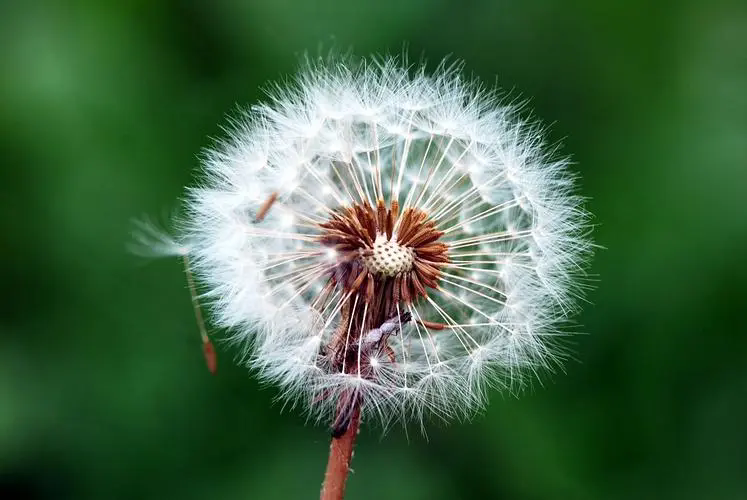 蒲公英是花是草的爭議,一場關于定義的植物科學解析!