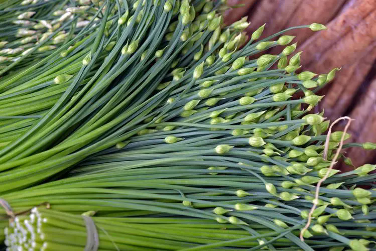 韭菜與韭菜花同根不同魂,一場關(guān)于味道與營養(yǎng)的綠色探索