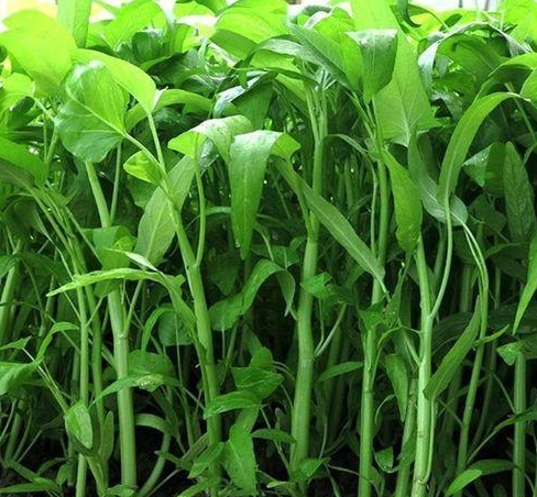 空心菜空心之謎,植物學角度的深解析空心菜的真實面貌