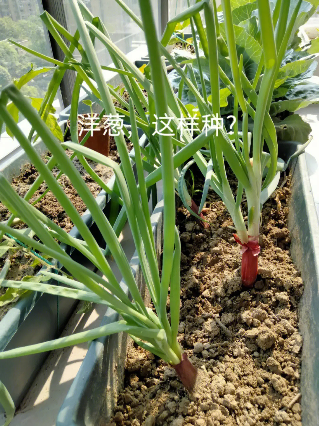 洋蔥苗葉子竟也是美食寶藏?營養美味兩不誤!